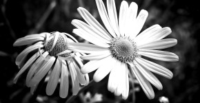meadows-margerite-2245796_960_720