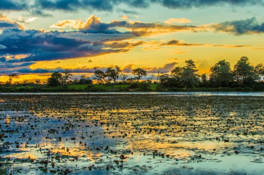 Pôr-do-sol no Pantanal, Mato Grosso do Sul. Foto: iStockphoto/Filipe Frazão. Disponível em: https://ciclovivo.com.br/planeta/meio-ambiente/31-fotos-que-vao-te-transportar-para-o-pantanal/. Acesso: 30/11/2020.